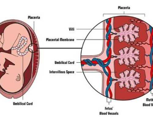 代生供卵医院，5AA囊胚移植着床成功率是多少？