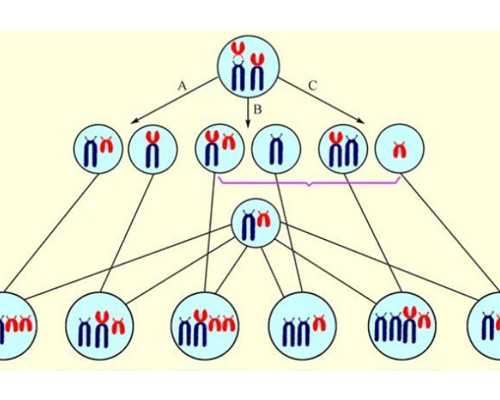 合肥代孕成功包性别,北京试管婴儿医院做试管多少钱啊-上海正规供卵试管婴儿