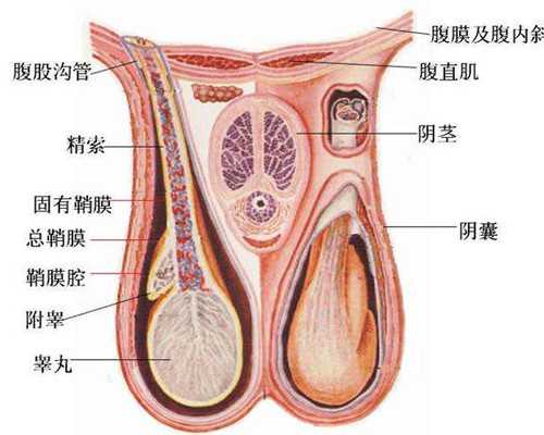 合肥代生孩子包男孩,合肥供卵试管婴儿包生男孩医院排名？